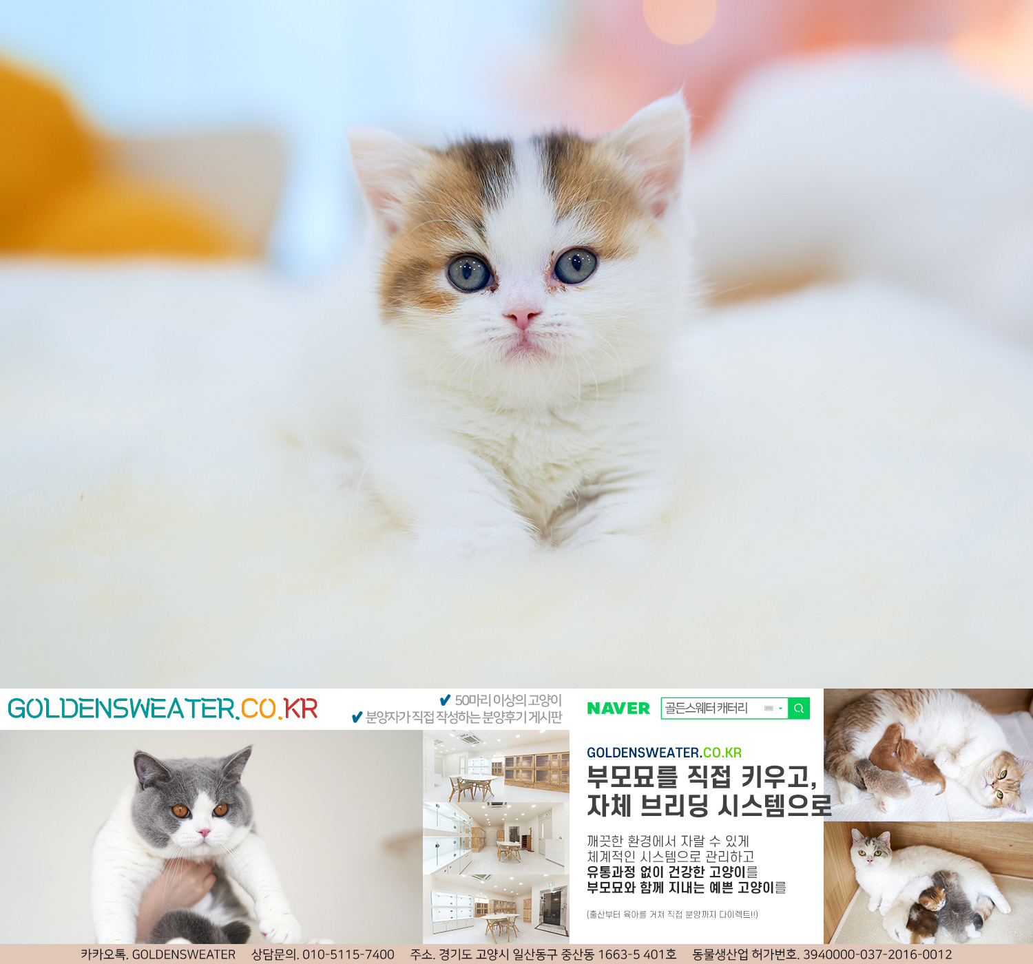  먼치킨숏레그 고양이라면 어디서 볼 수 있나요?