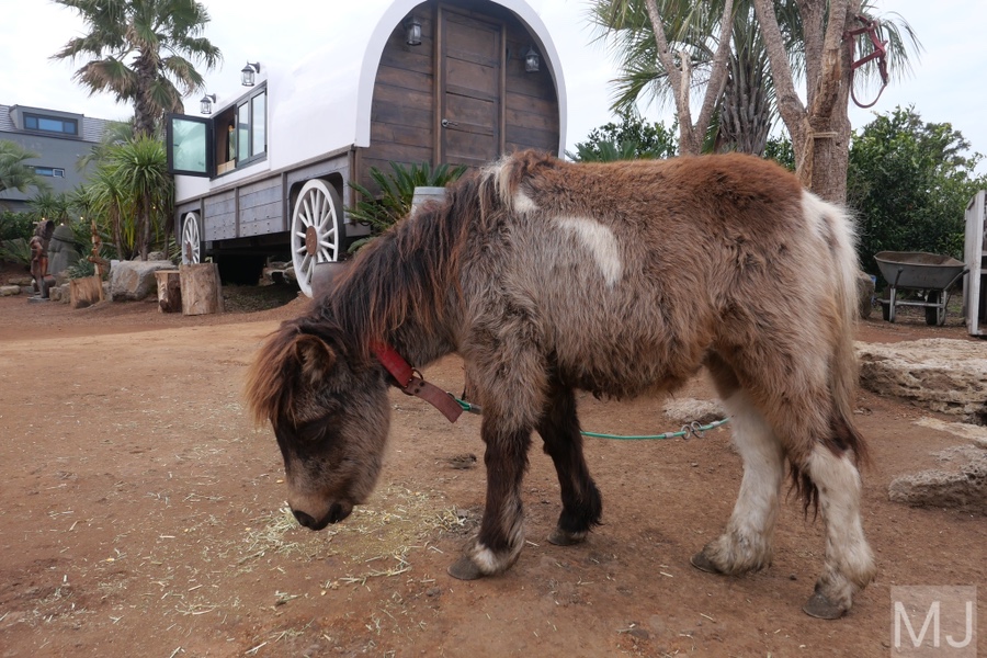 어린왕자 체험 in 감귤밭 카페 42