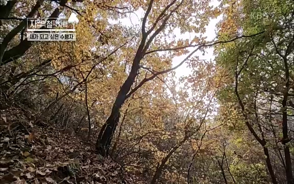 [3회] 자연의 철학자들 - KBS새처럼 살고 싶어라] 자연이라는 위대한 법당에서 숲의 울림, 새들의 소리를 들으며 깨달음을 얻은 도연 스님.ts_20220320_153553.712.jpg