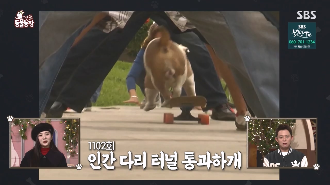 TV 동물농장.E1152.231232p-NEXT.mp4_20231231_172002.393.jpg