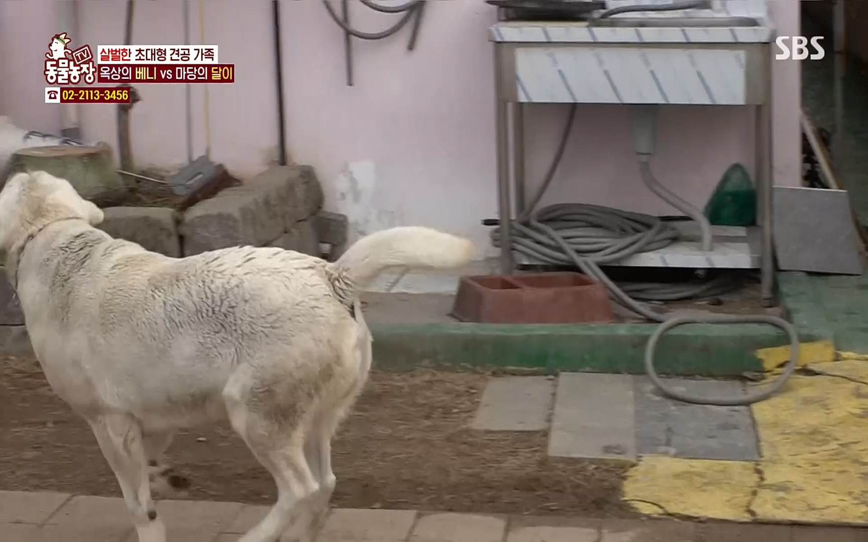 TV 동물농장.E1064.220410p.H264-F1RST.mp4_20220410_184939.368.jpg