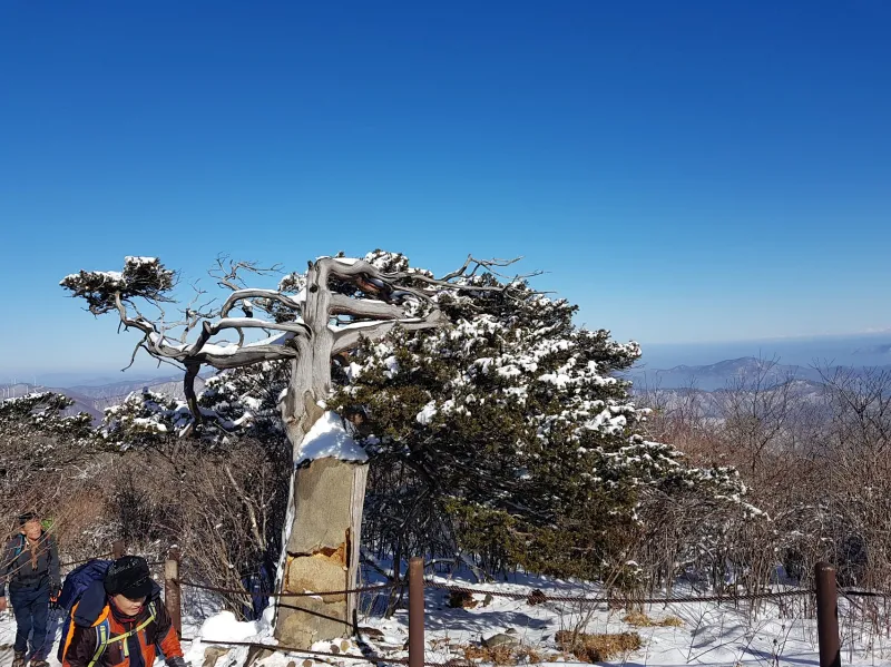 강원도 태백산 주목나무
