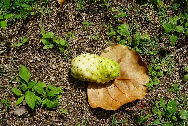 노니 효능 및 주의사항