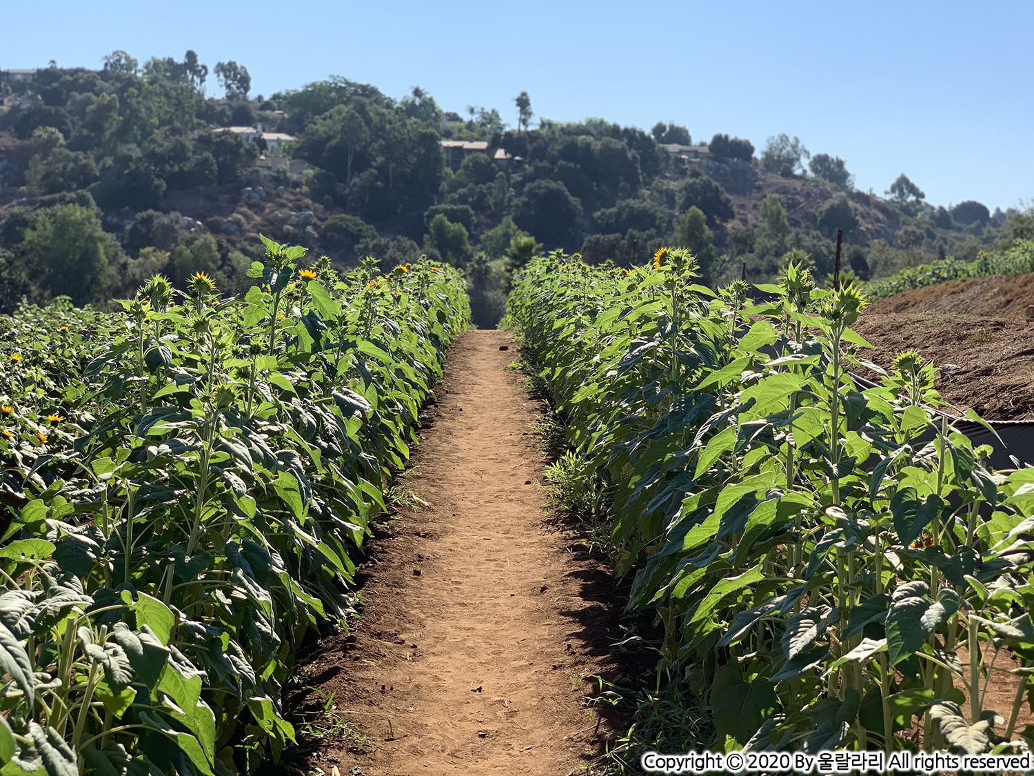 캘리포니아 해바라기 구경하기 좋은 곳 the best sunflower fields in southern california