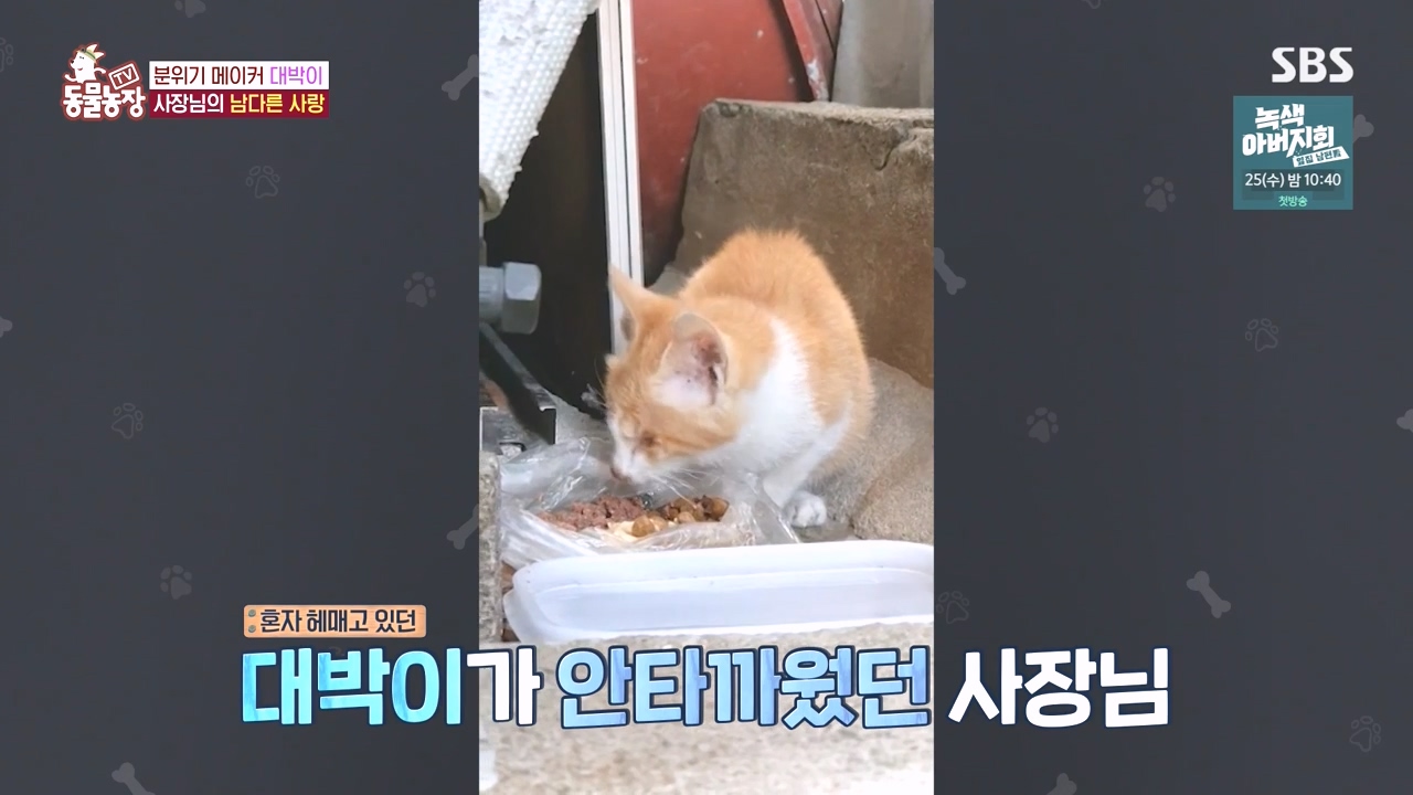 TV 동물농장.E1141.231016p-NEXT.mp4_20231015_174115.601.jpg