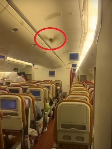  여객기 박쥐!! 긴급회항, 공포로 몰아 넣은 박쥐 한마리