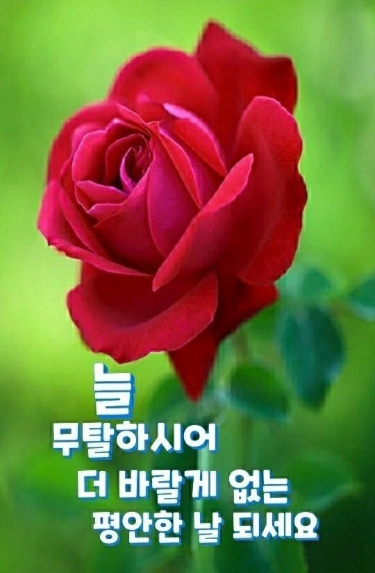  오늘의 좋은글 263번째 지금 상황이 아무리 나빠도 이 시련을 어떻게 대 하느냐에 따라서 성공할 수 있습니다