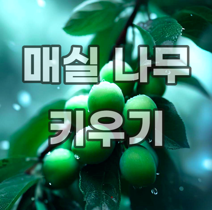 매실-나무-키우기-종류