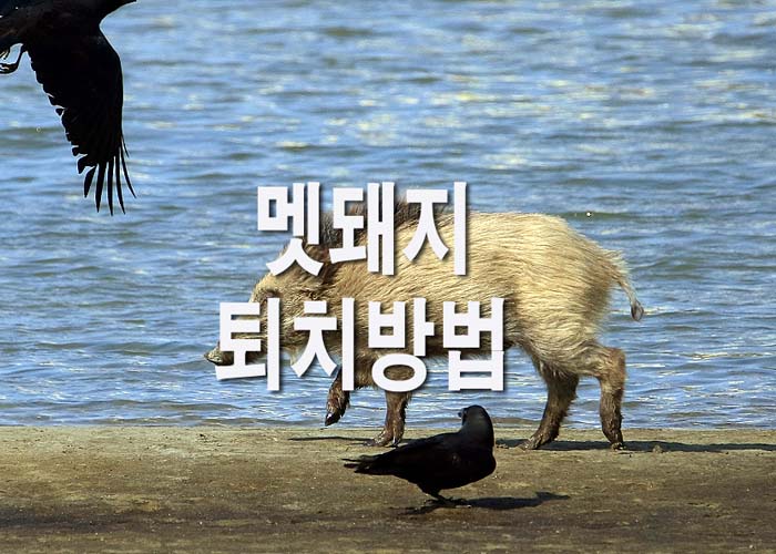  멧돼지 퇴치방법