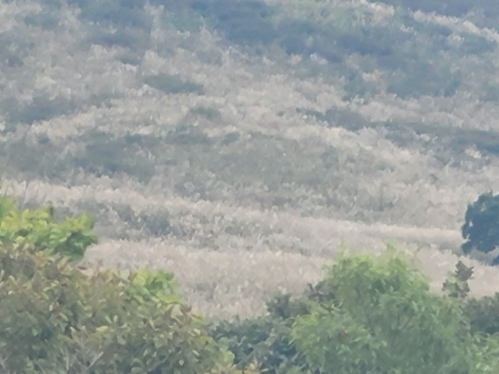 합천 황매산 억새 축제