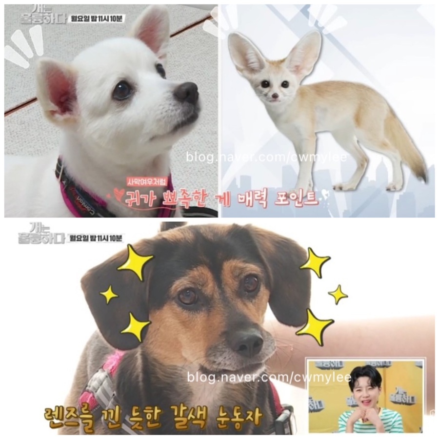 개는훌륭하다 개훌륭 강아지 훈련소 강형욱이 강아지의 행동을 개선하는 개 강아지 시월이 스피츠 입질 비글 믹스 네트 동거 ️143회 결과 소유욕 신경질 개 독재견 간호조무사 친구 보호자