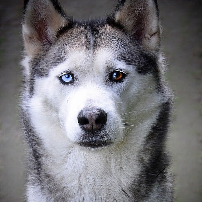 정면을 보고 있는 회색과 흰색이 섞인 강아지. 양쪽 눈동자 색이 다르다.