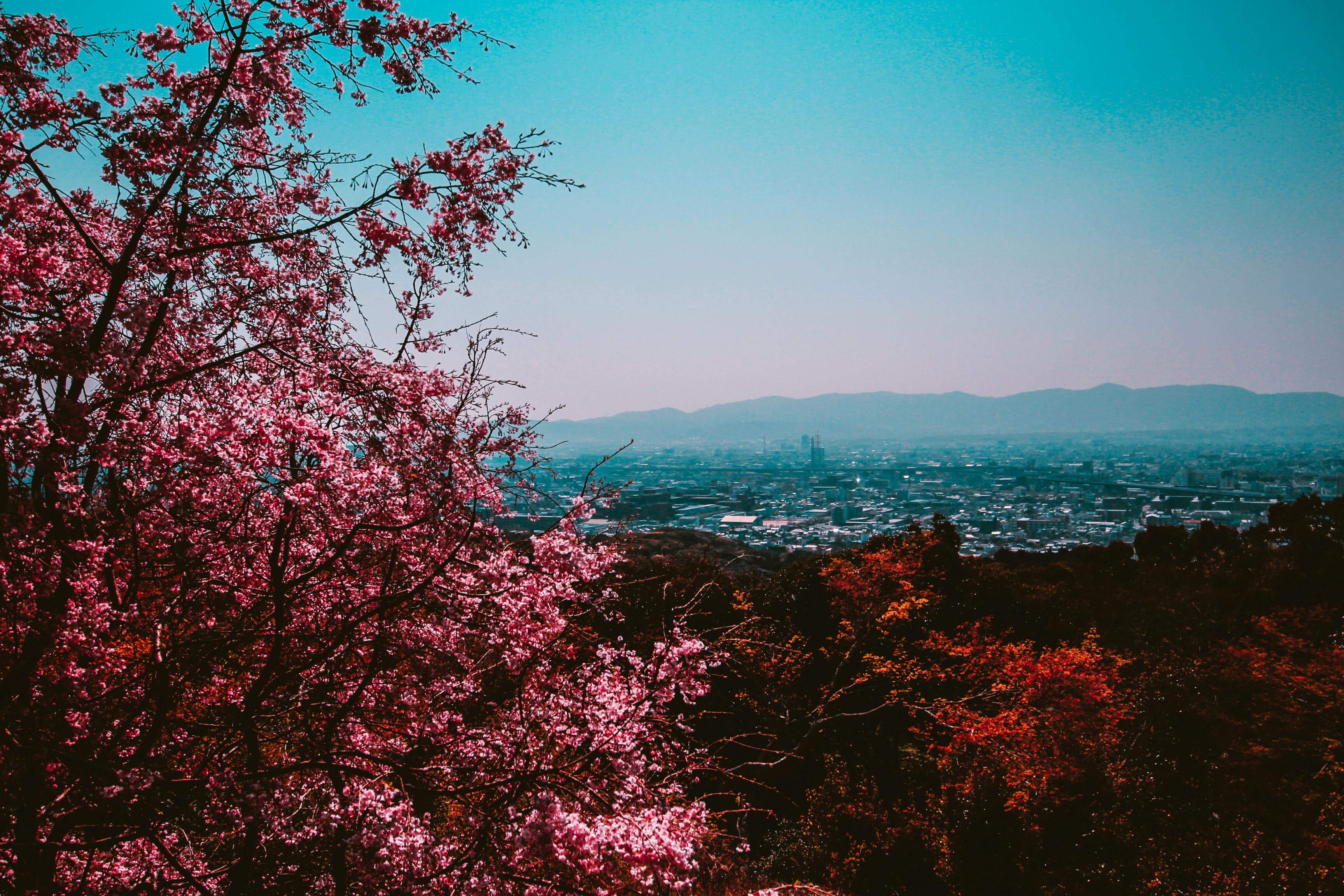 3월 국내 벚꽃 명소