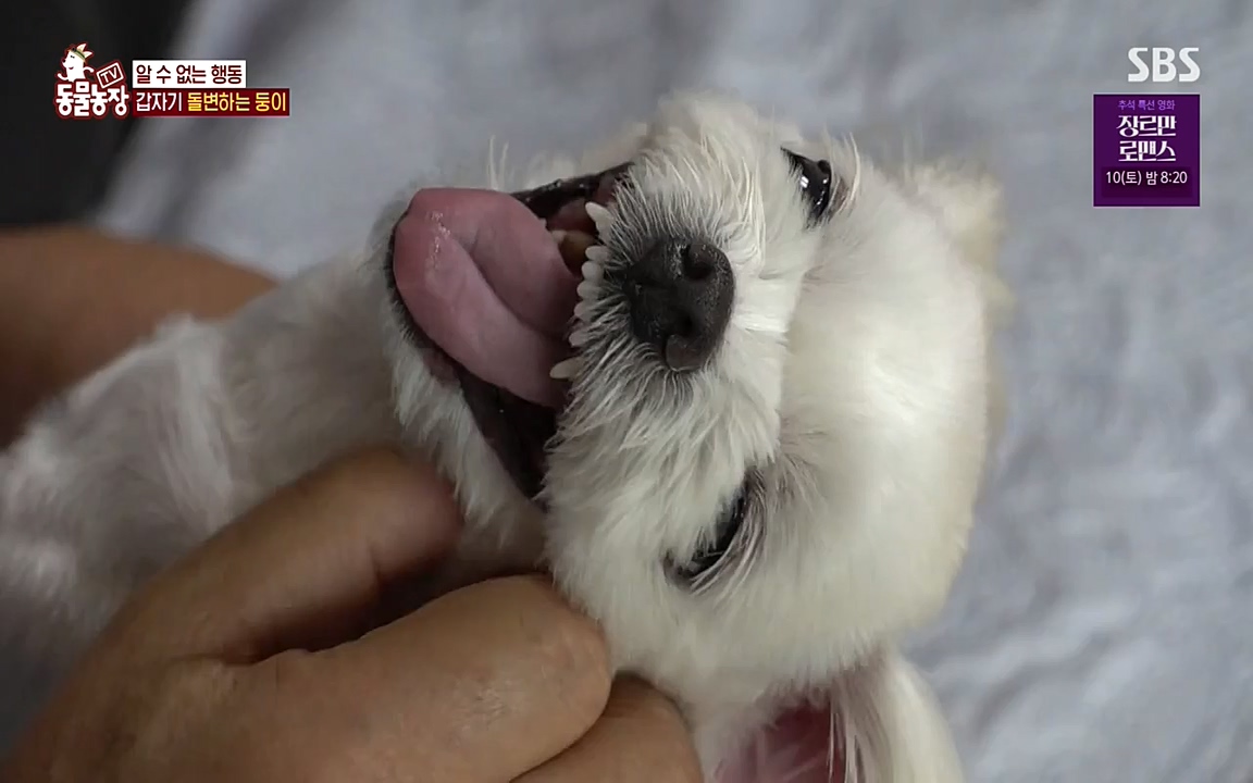 TV 동물농장.E1085.220905p-NEXT.mp4_20220904_173522.415.jpg