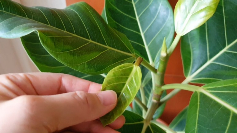 식물 인테리어로 뱅갈고무 나무 키우기 집에서 키우는 거실 반려 3