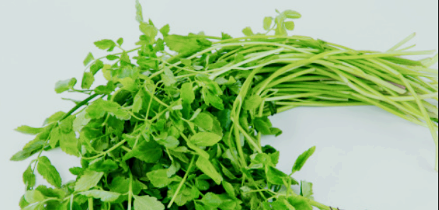 미나리 섭취시 부작용 및 주의사항