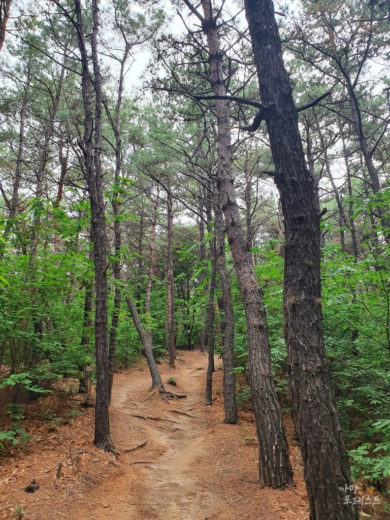 칠보산 등산로