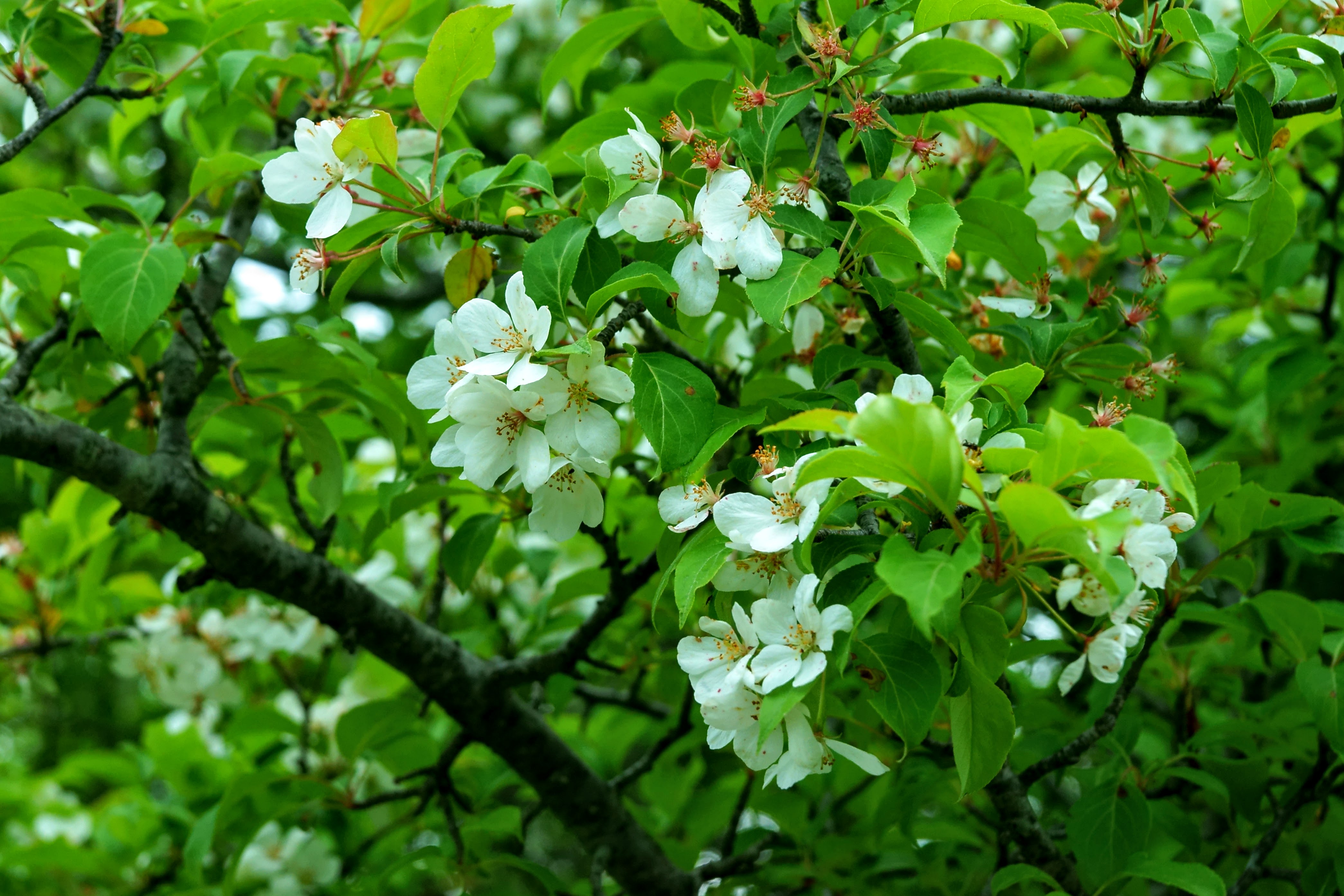 일출봉 이미지