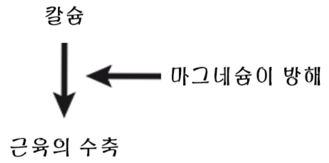  눈이 떨리면 무조건 마그네슘 인가요?