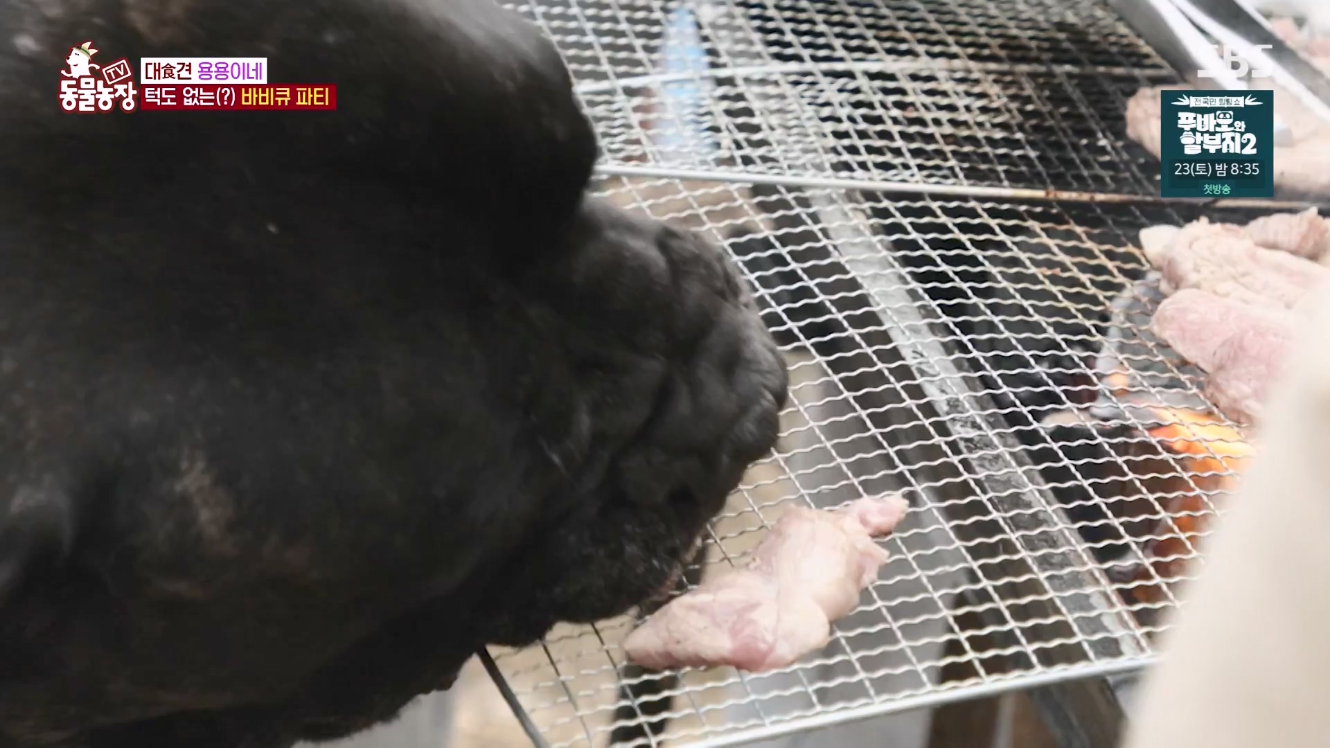 TV 동물농장.E1163.240317p-NEXT.mp4_20240317_171100.679.jpg