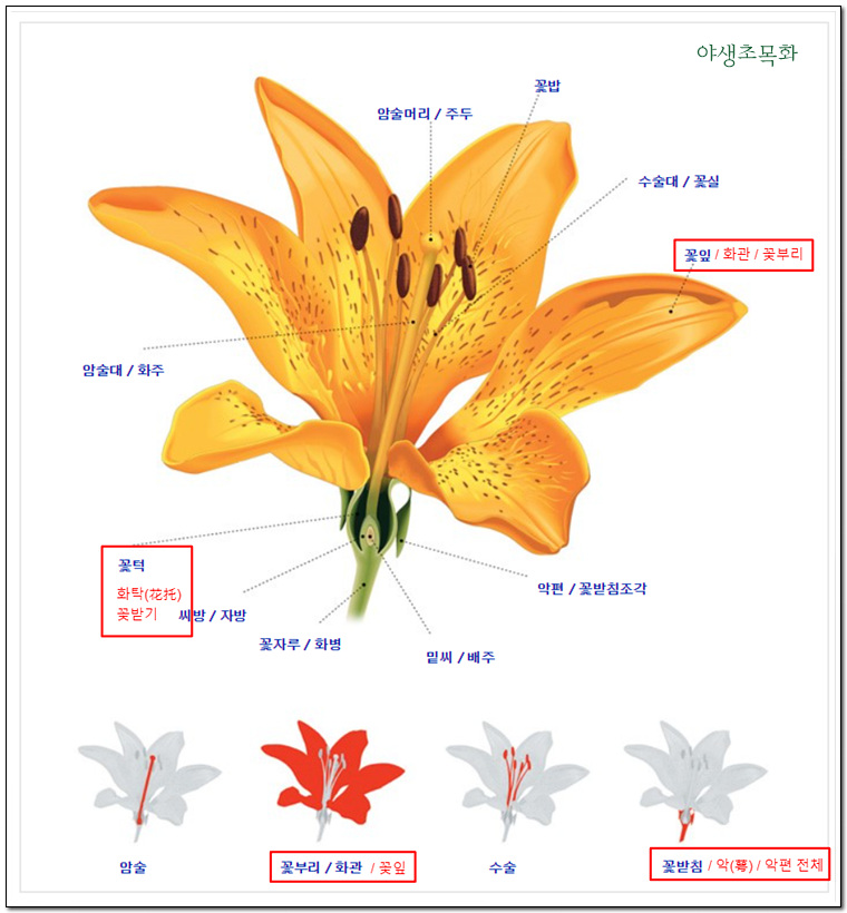 나리꽃 한 송이가 그려져 있고 꽃의 각 부위에 대해 설명하고 있다