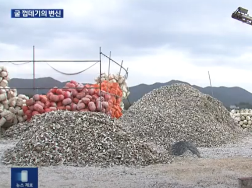 바닷가-해안가-한국-남해안-쌓여있는-굴껍데기-쓰레기-모습