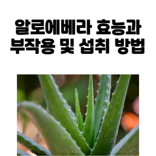 알로에베라 효능과 부작용 및 섭취 방법