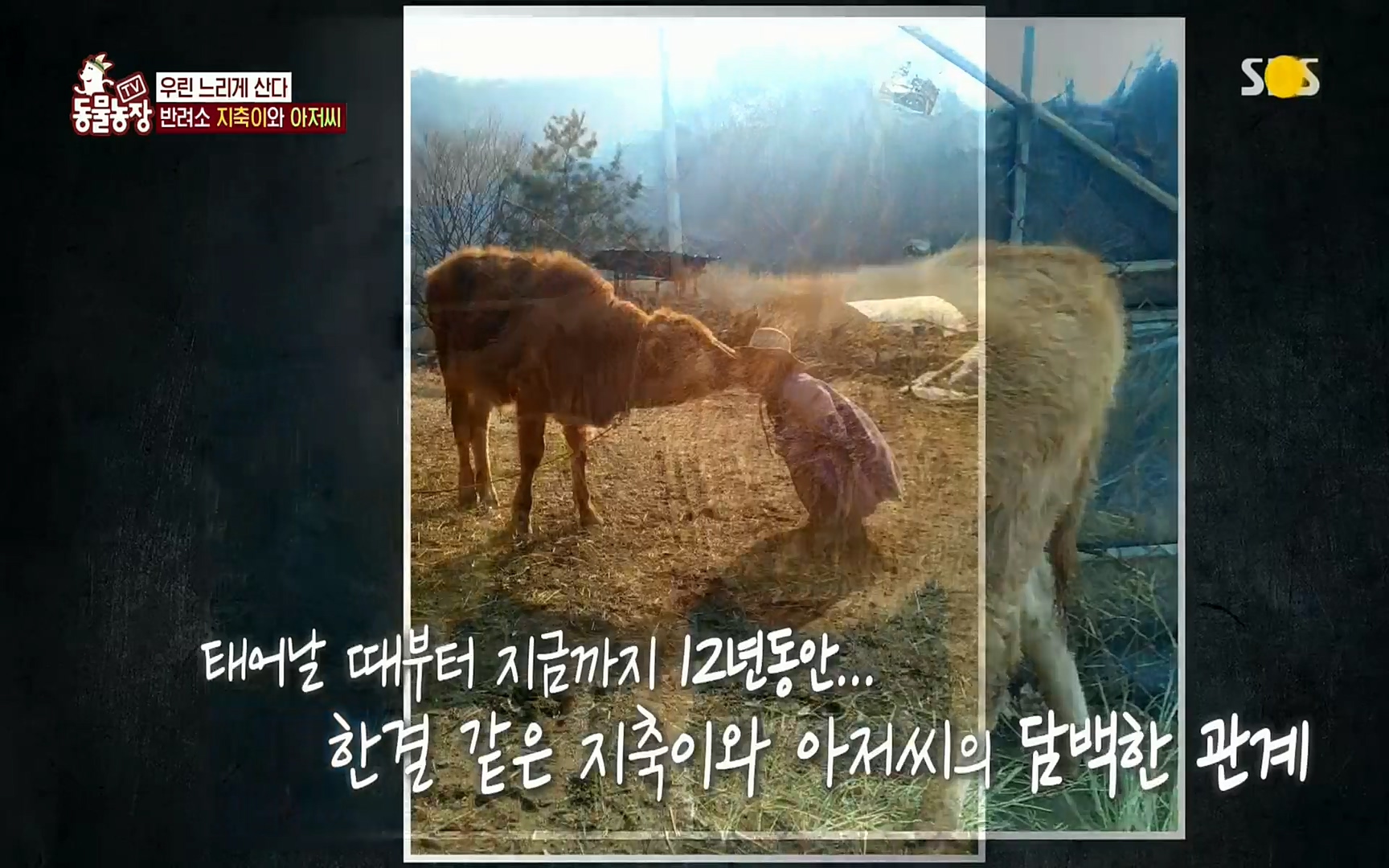 TV 동물농장.E1074.220619p.H264-F1RST.mp4_20220619_181140.293.jpg
