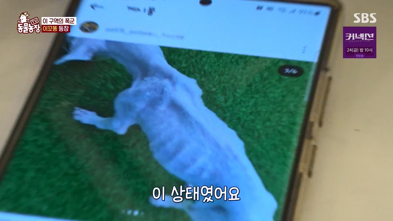 TV 동물농장.E1172.240520p-NEXT.mp4_20240519_165235.617.jpg