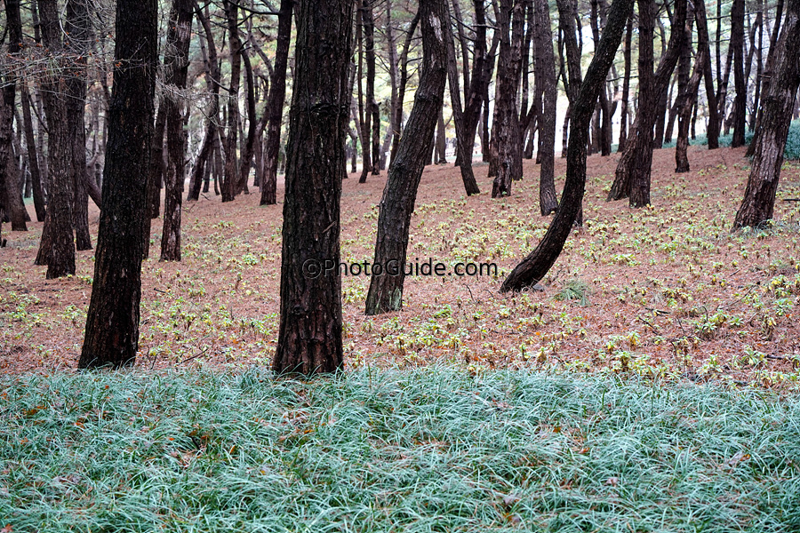 서천 송림마을 솔나무 숲