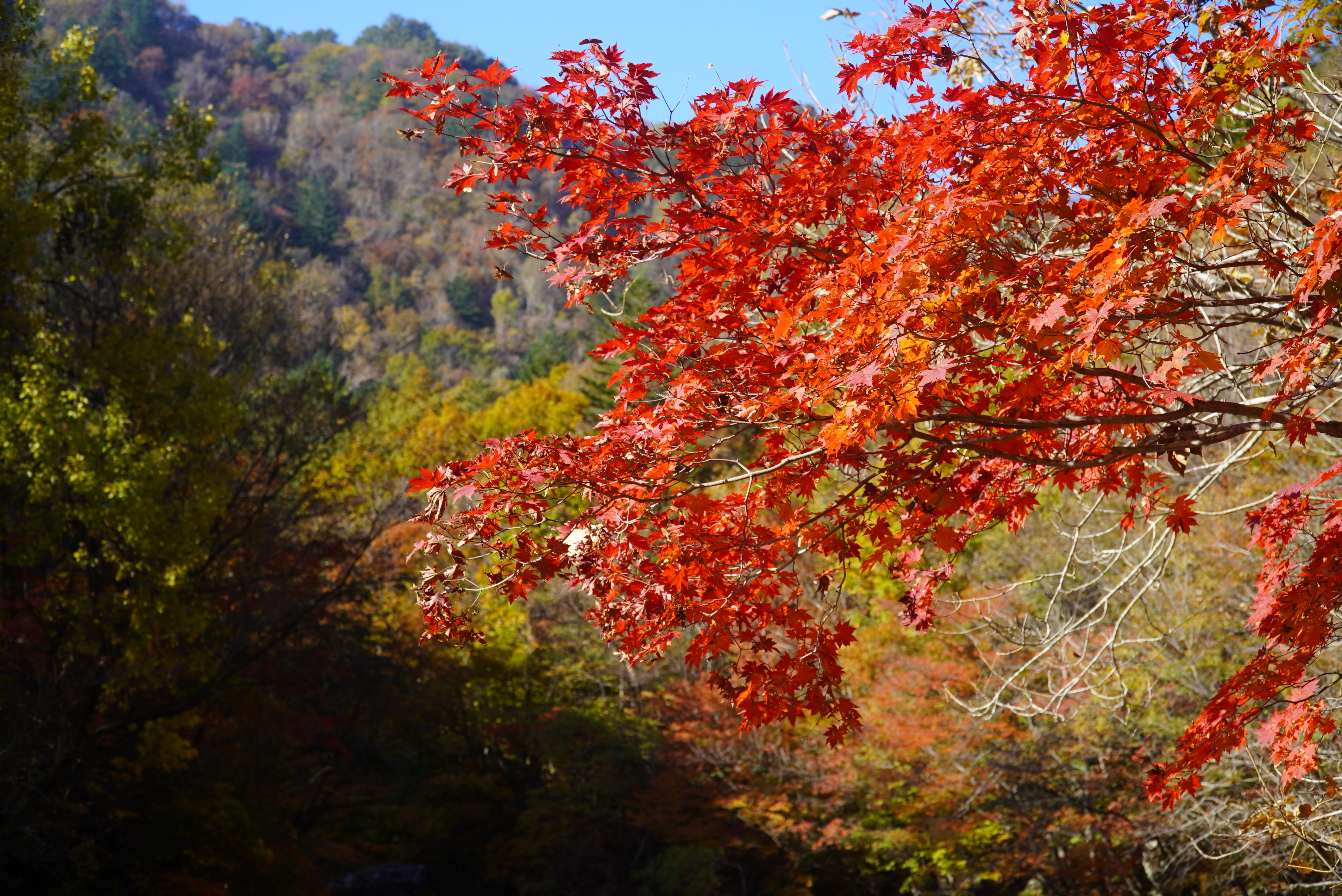 오대산 선재길 단풍, 등산코스, 월정사 상원사 버스, 주차