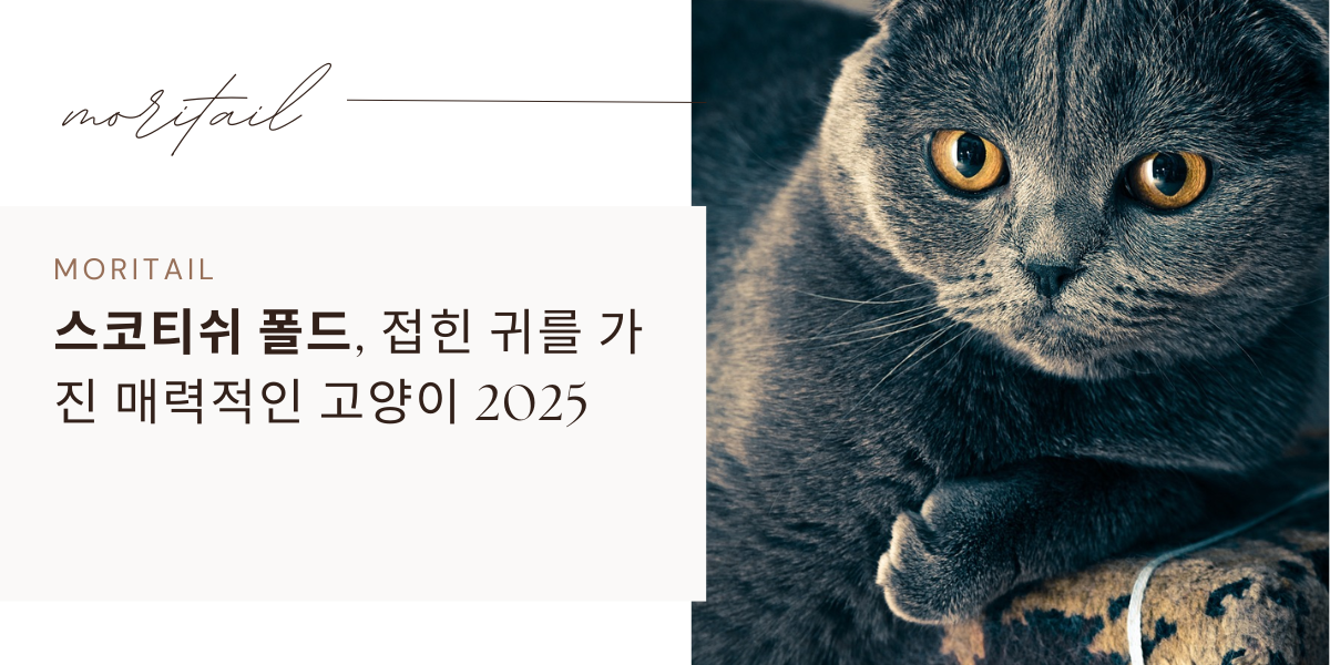 스코티쉬 폴드, 접힌 귀를 가진 매력적인 고양이 2025