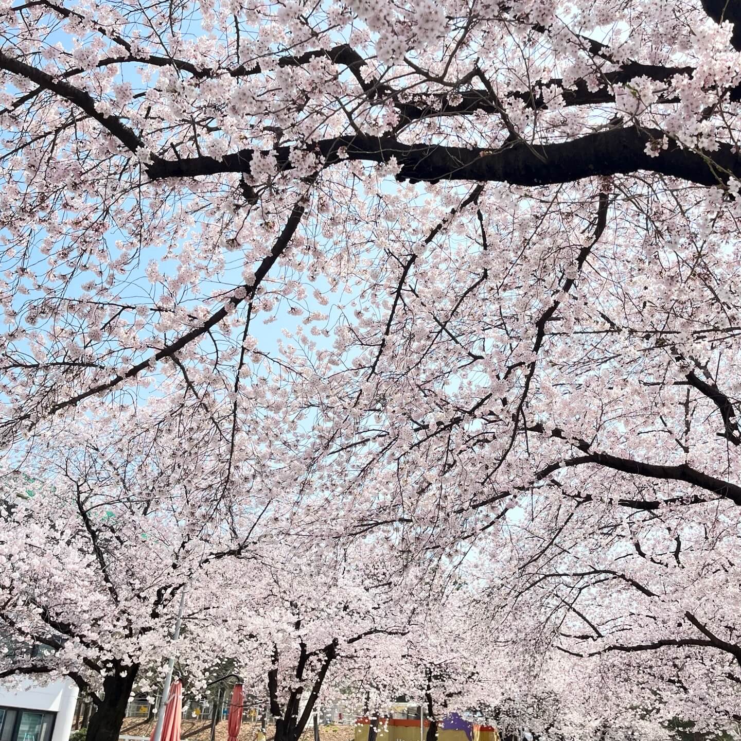  [국내 여행] 커다란 벚꽃 나무가 무성한 과천 경마공원에서 봄철 꽃놀이는 어떠실까요? (서울, 수도권 주변)