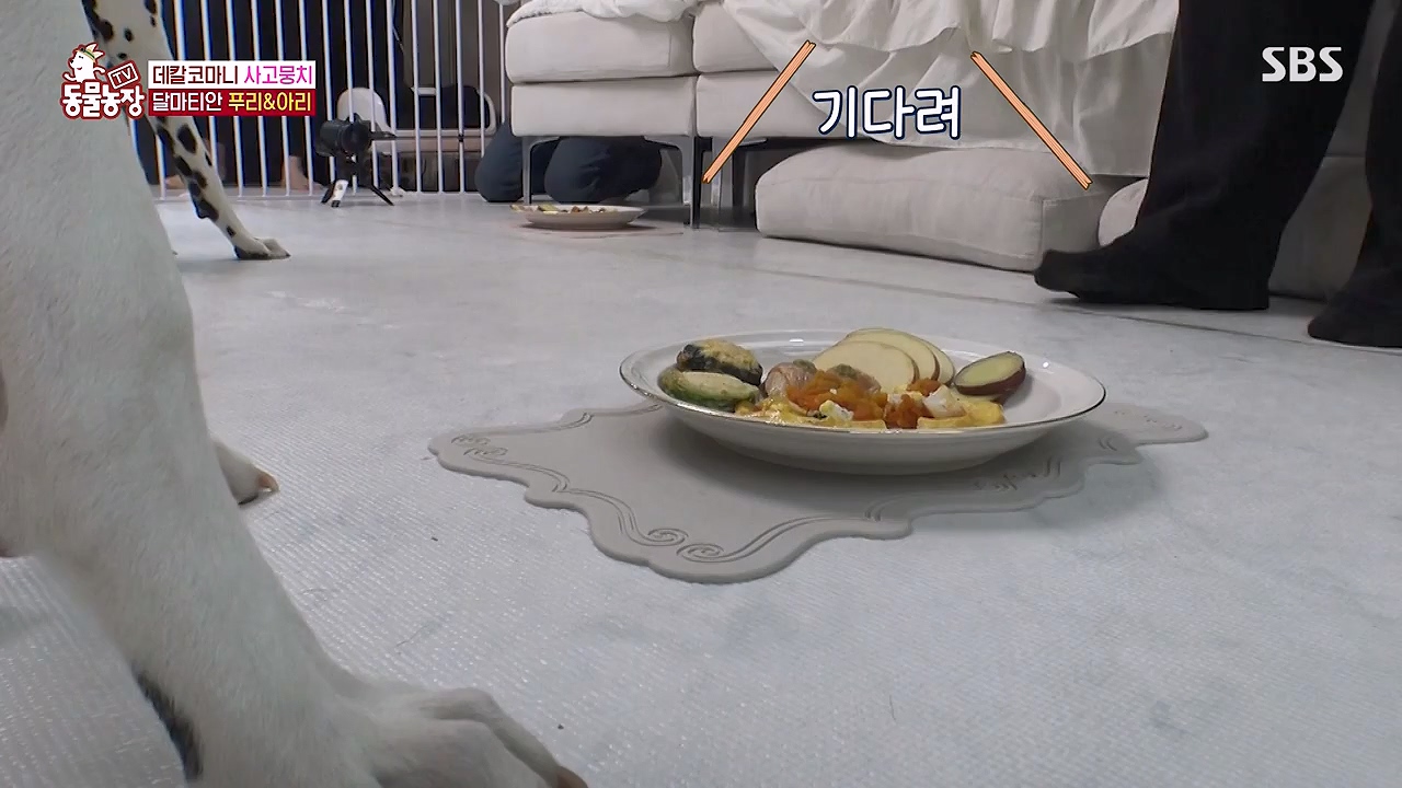 TV 동물농장.E1175.240610p-NEXT.mp4_20240609_160227.047.jpg