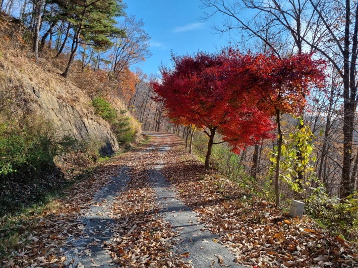 행복-숲길