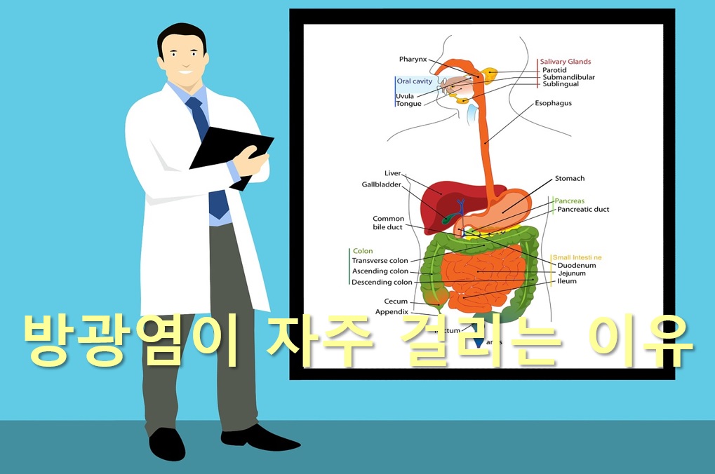  방광염이 자주 걸리는 이유