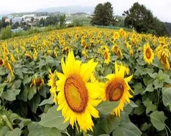 강주 해바라기 축제_25