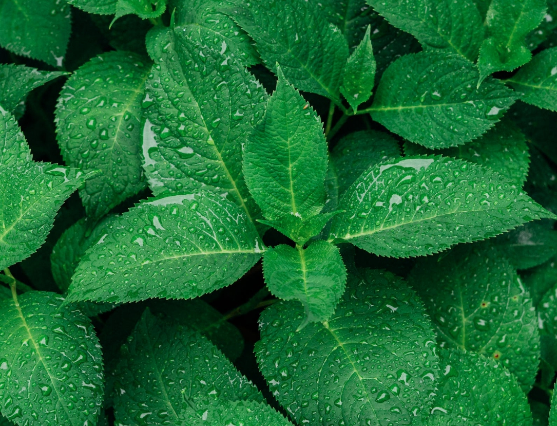 취나물 효능 부작용 알아보기 6