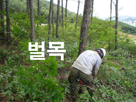  벌개제근 개발행위 공사 시작