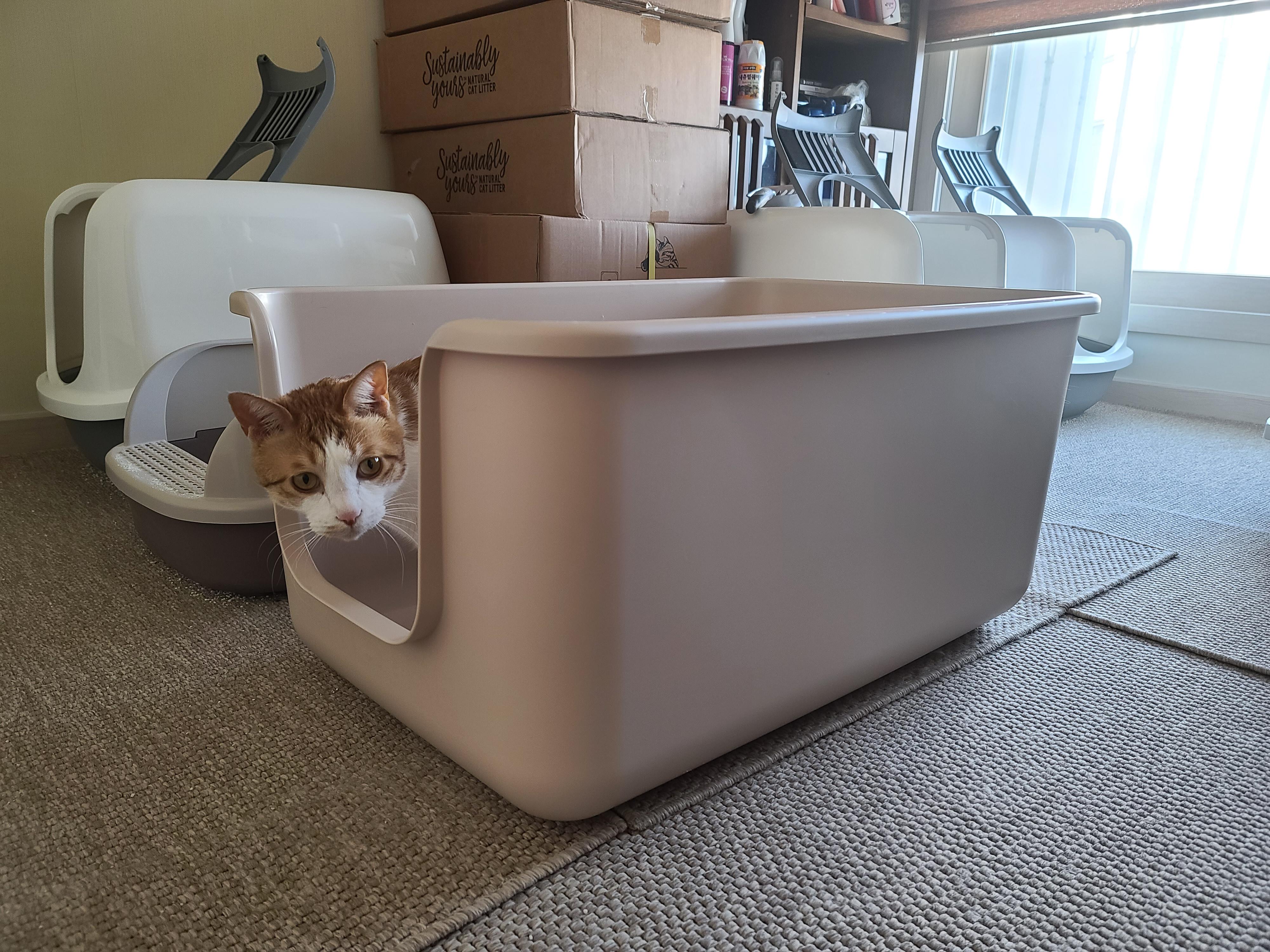 고양이 모래와 화장실의 중요성. 고양이 화장실 변천사
