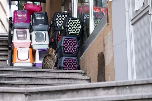고양이꿈&amp;#44; 고양이 나오는 꿈&amp;#44; 고양이꿈해몽&amp;#44; 고양이 나오는 꿈해몽 흉몽?