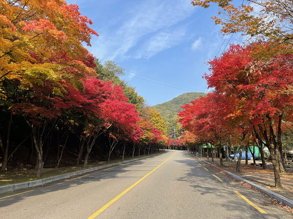 경상도 단풍 명소 