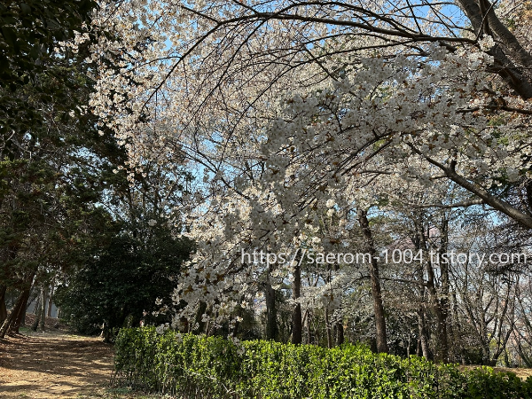 유엔 기념공원 내 벚꽃3