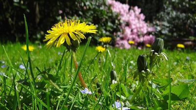 잔디밭에 피어 있는 노란색 민들레 꽃 한 송이
