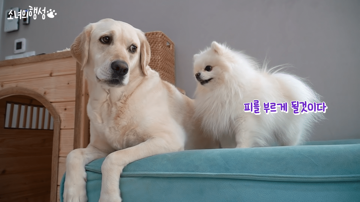 말티즈는 참지않긔짤 말티즈 화난짤 치와와분노짤 말티즈는 참지않긔짤 말티즈 화난짤 치와와분노짤