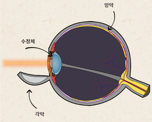 눈의 구조