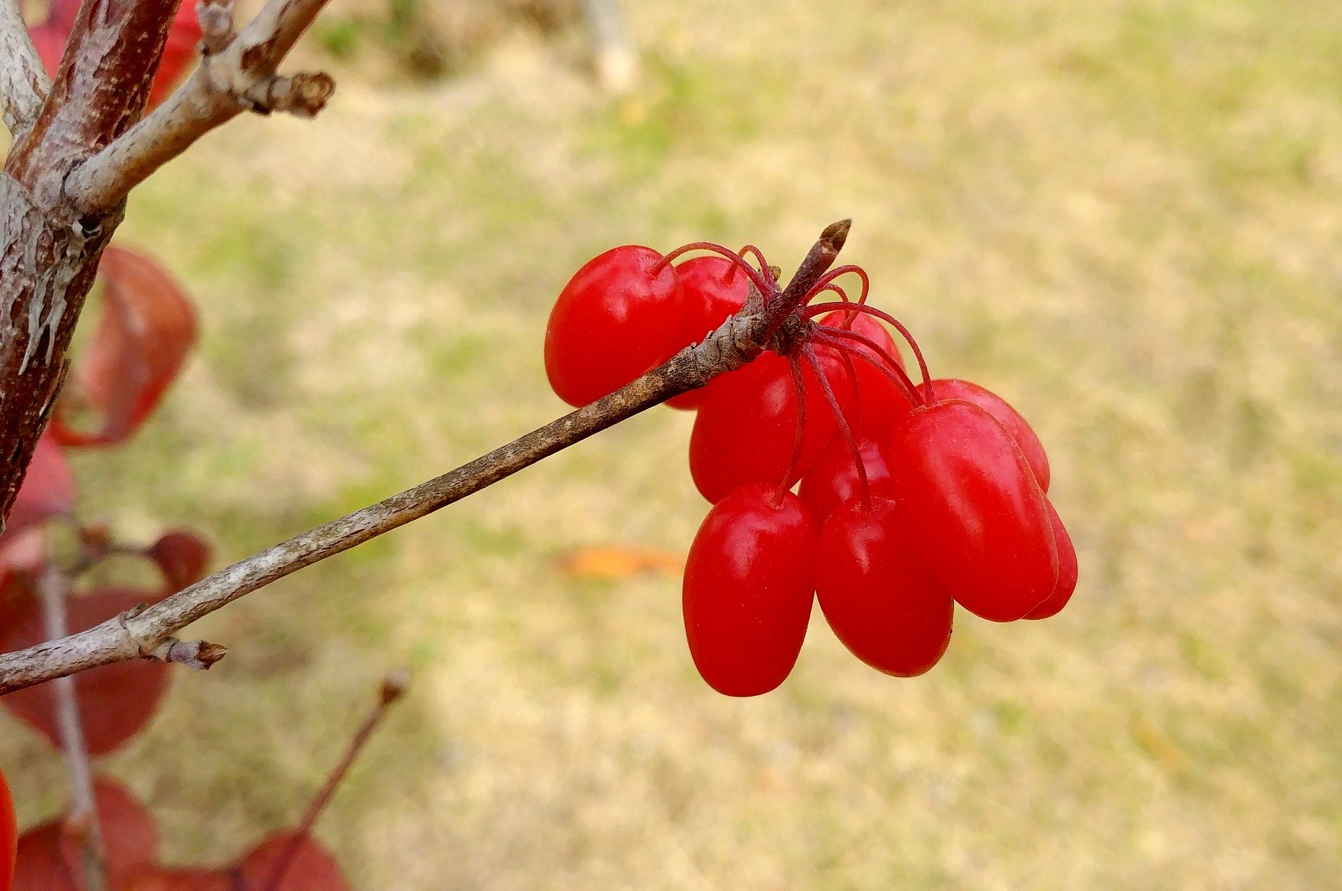 오미자 열매 2