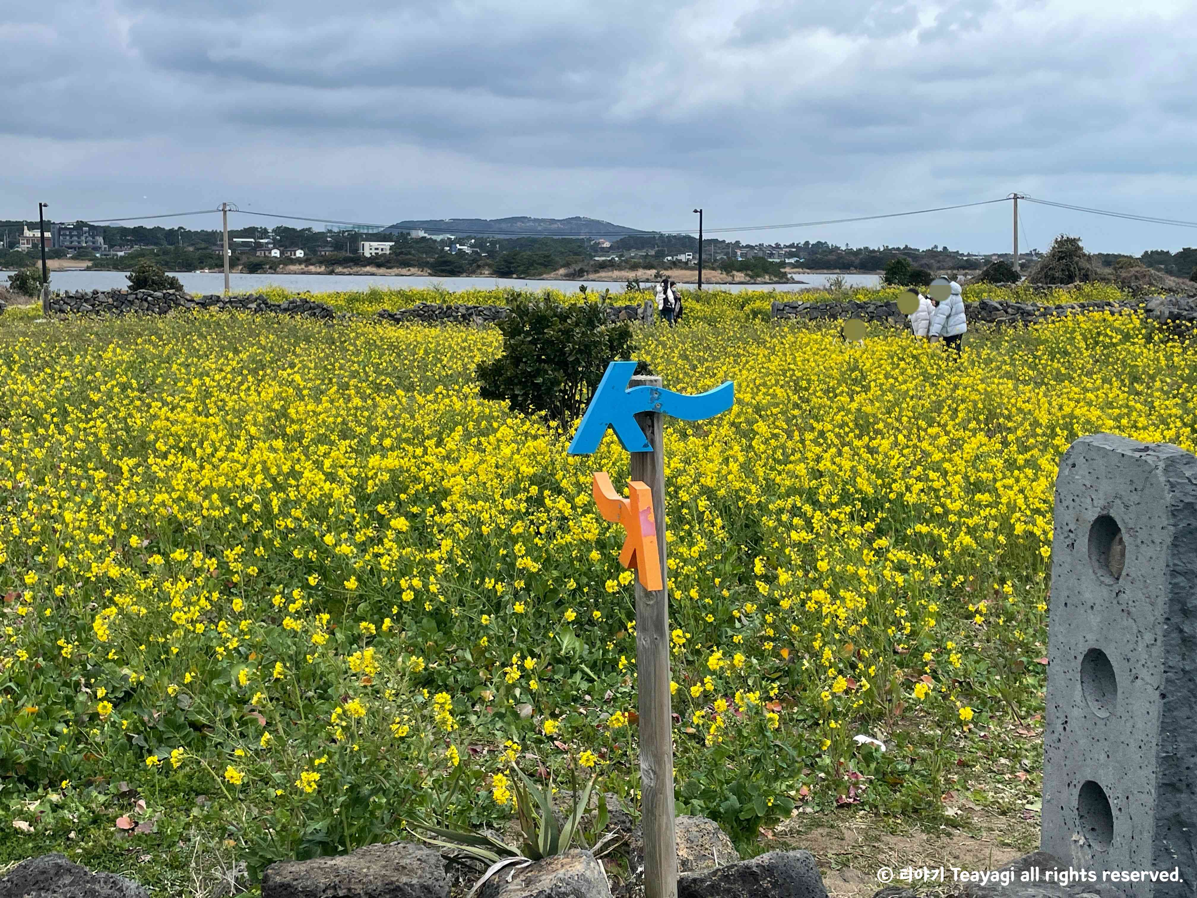 제주도-올레길-2코스-광치기해변-유채꽃밭-2