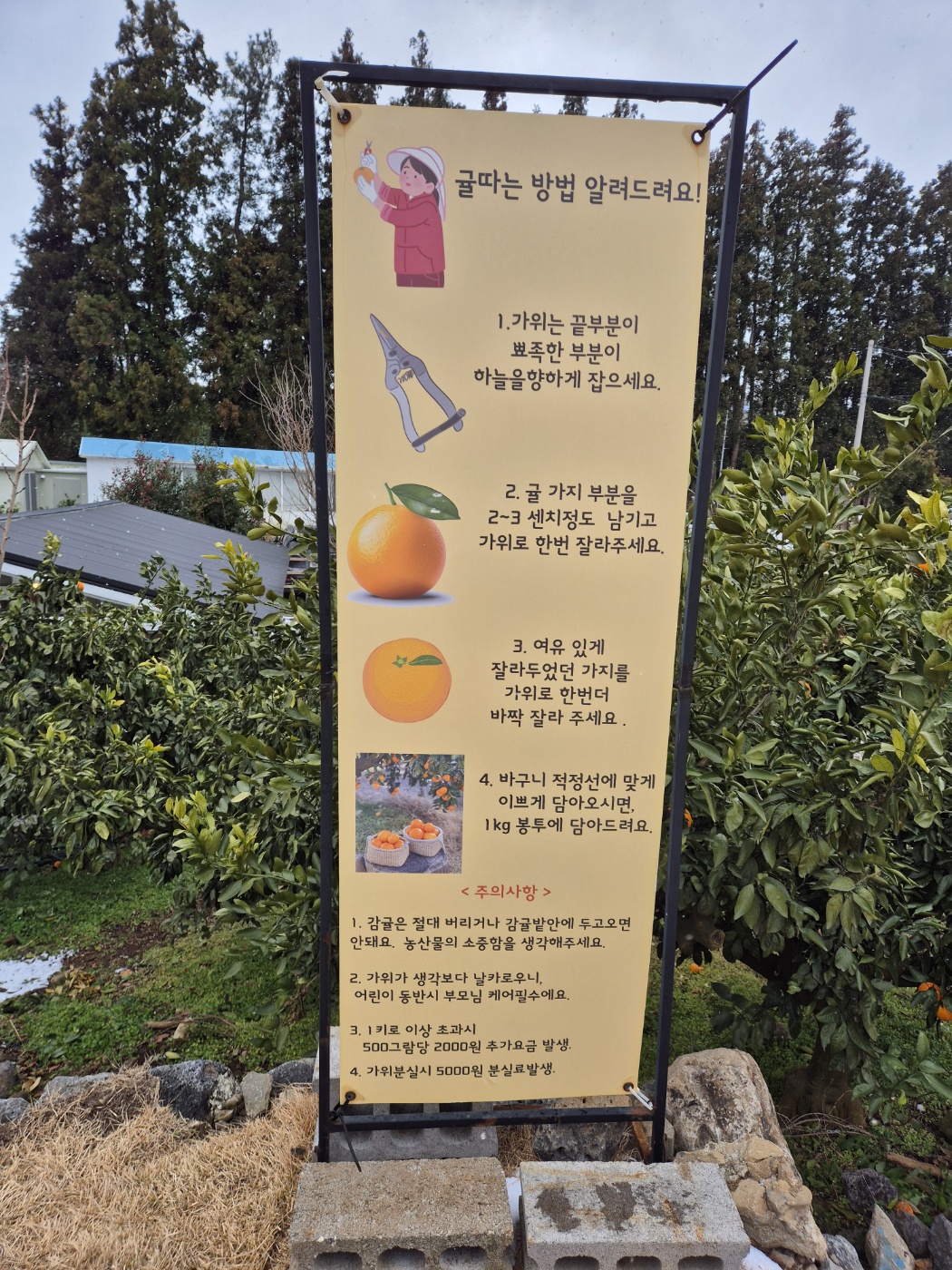 귤따는 방법 안내