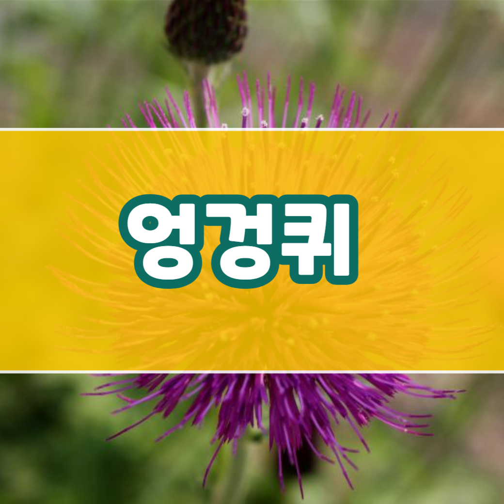 엉겅퀴